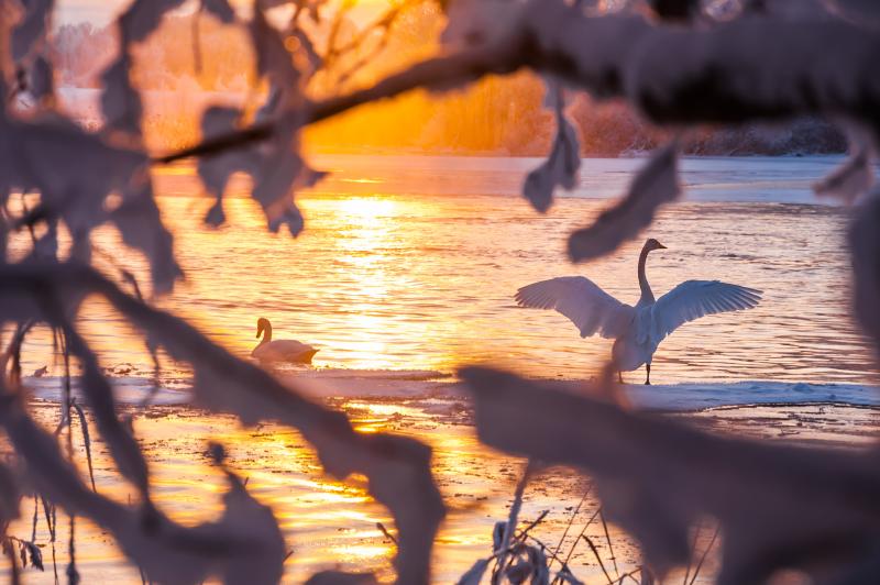 Joutsenet Kämärillä