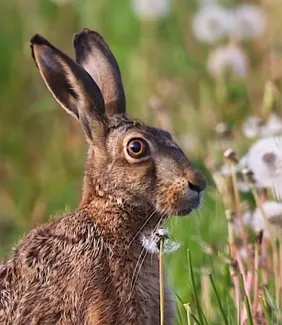 Rusakko höytyväisten voikukkien seassa.