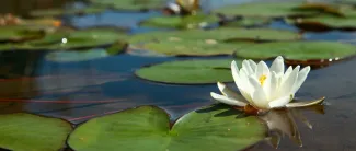 Lumpeen kukka järvessä.