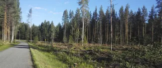 Taajamametsää Varkausmäen ja VT23 välissä.