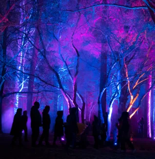 Taikametsän valoissa olevia siluetteja ihmisistä.