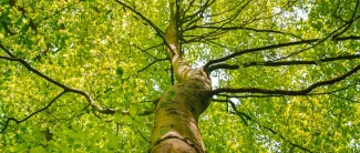 Koivun latva alhaaltapäin kuvattuna keväällä, kun lehti on puhjennut puuhun.