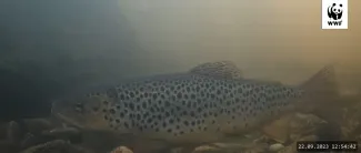 Taimen WWF:n kalalivessä Varkauden Ämmäkoskelta.